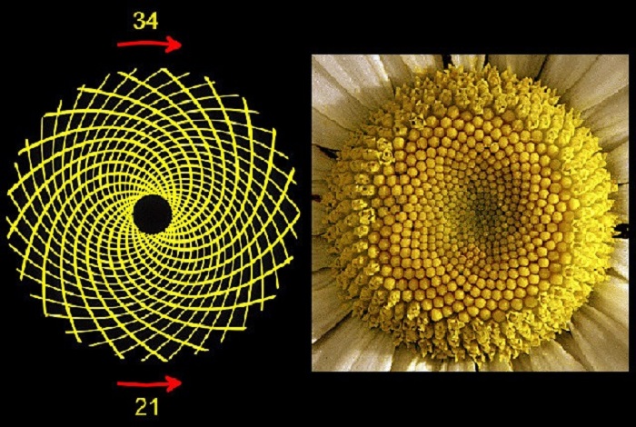 Floarea Soarelui Geometrie Sacra Fibonacci